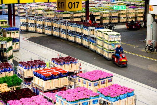 Bloemenveiling Royal FloraHolland in Aalsmeer, met kratten bloemen en logistiek personeel aan het werk.